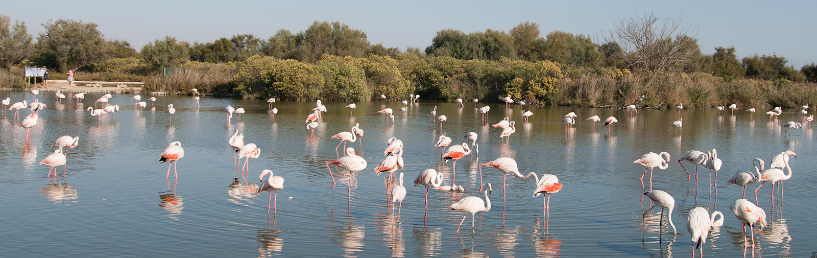 Camargue - Flamants Rose