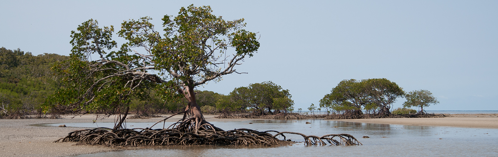 Australie - Cape Tribulation