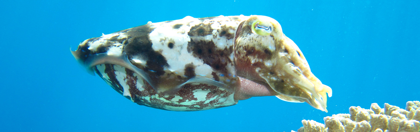 Australie - Grande barrière de corail