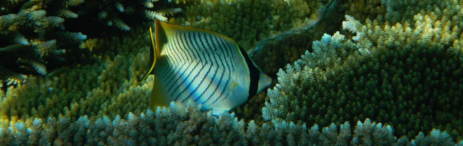 Australie - Grande barrière de corail